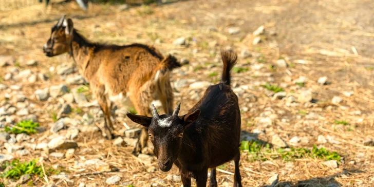 Vstupenky do Sokoliarne a mini zoo Devín pre malých aj veľkých a workshop Dotkni sa dravcov