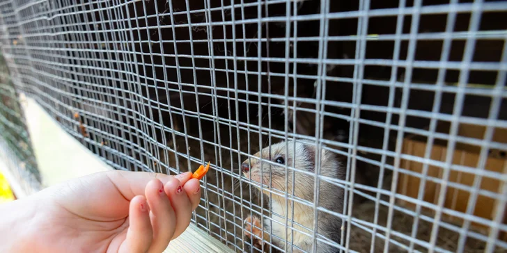 Vstupenky do Sokoliarne a mini zoo Devín pre malých aj veľkých a workshop Dotkni sa dravcov