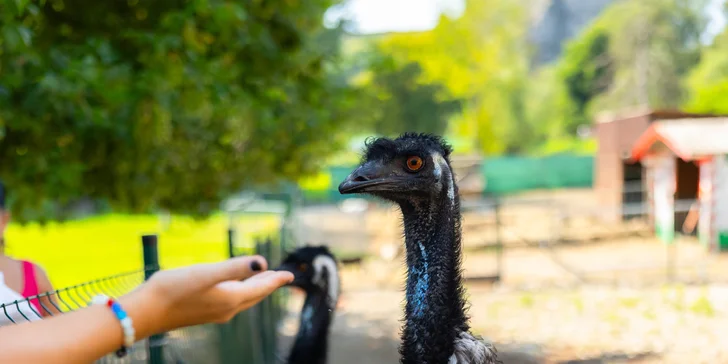 Vstupenky do Sokoliarne a mini zoo Devín pre malých aj veľkých a workshop Dotkni sa dravcov