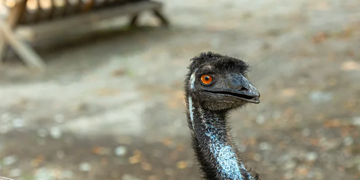 Vstupenky do Sokoliarne a mini zoo Devín pre malých aj veľkých a workshop Dotkni sa dravcov