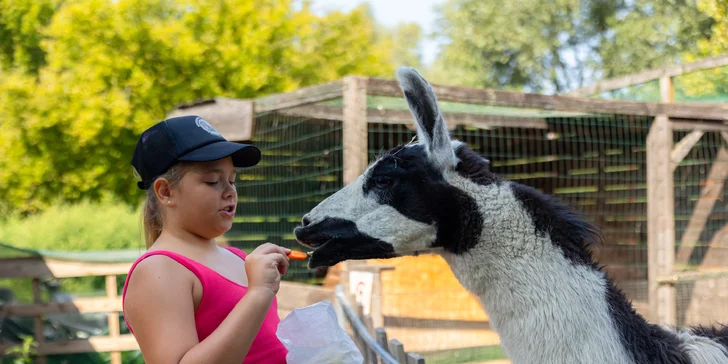 Vstupenky do Sokoliarne a mini zoo Devín pre malých aj veľkých a workshop Dotkni sa dravcov