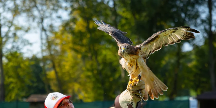 Vstupenky do Sokoliarne a mini zoo Devín pre malých aj veľkých a workshop Dotkni sa dravcov