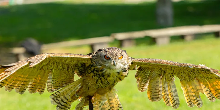 Vstupenky do Sokoliarne a mini zoo Devín pre malých aj veľkých a workshop Dotkni sa dravcov
