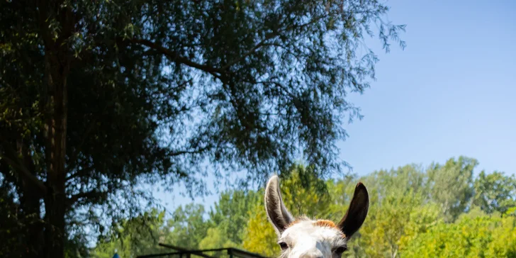 Vstupenky do Sokoliarne a mini zoo Devín pre malých aj veľkých a workshop Dotkni sa dravcov