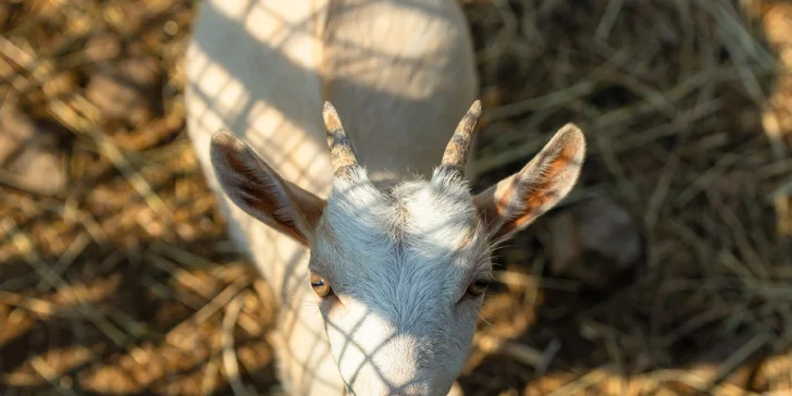 Vstupenky do Sokoliarne a mini zoo Devín pre malých aj veľkých a workshop Dotkni sa dravcov