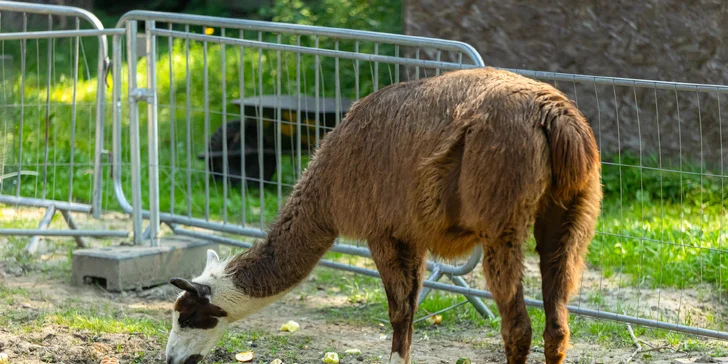 Vstupenky do Sokoliarne a mini zoo Devín pre malých aj veľkých a workshop Dotkni sa dravcov
