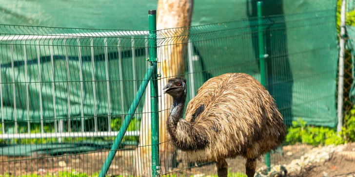 Vstupenky do Sokoliarne a mini zoo Devín pre malých aj veľkých a workshop Dotkni sa dravcov