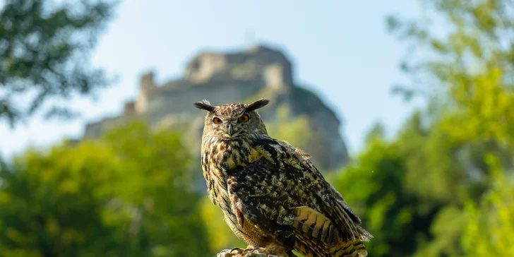 Vstupenky do Sokoliarne a mini zoo Devín pre malých aj veľkých a workshop Dotkni sa dravcov