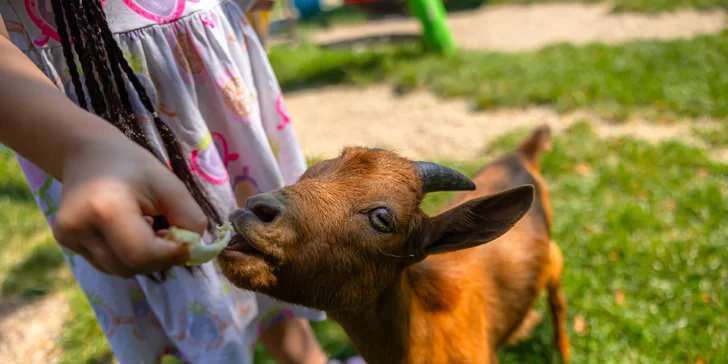 Vstupenky do Sokoliarne a mini zoo Devín pre malých aj veľkých a workshop Dotkni sa dravcov