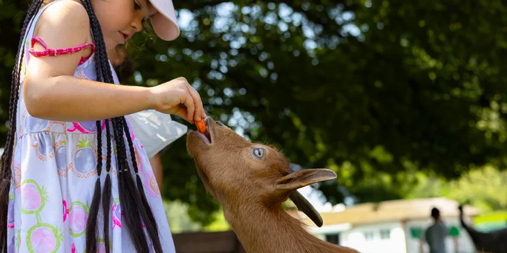 Vstupenky do Sokoliarne a mini zoo Devín pre malých aj veľkých a workshop Dotkni sa dravcov