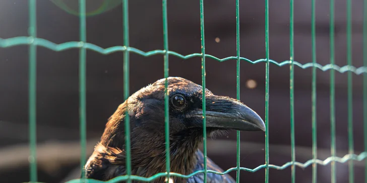 Vstupenky do Sokoliarne a mini zoo Devín pre malých aj veľkých a workshop Dotkni sa dravcov