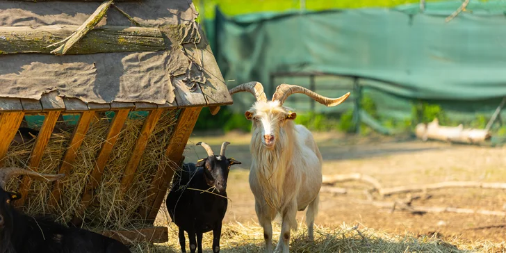 Vstupenky do Sokoliarne a mini zoo Devín pre malých aj veľkých a workshop Dotkni sa dravcov