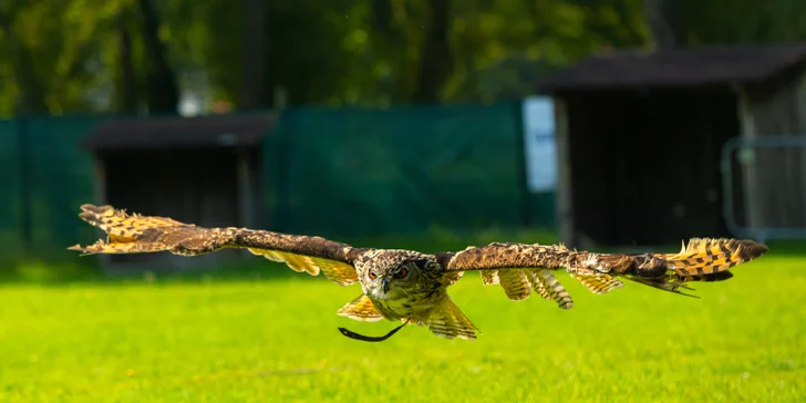 Vstupenky do Sokoliarne a mini zoo Devín pre malých aj veľkých a workshop Dotkni sa dravcov
