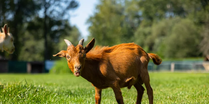 Vstupenky do Sokoliarne a mini zoo Devín pre malých aj veľkých a workshop Dotkni sa dravcov