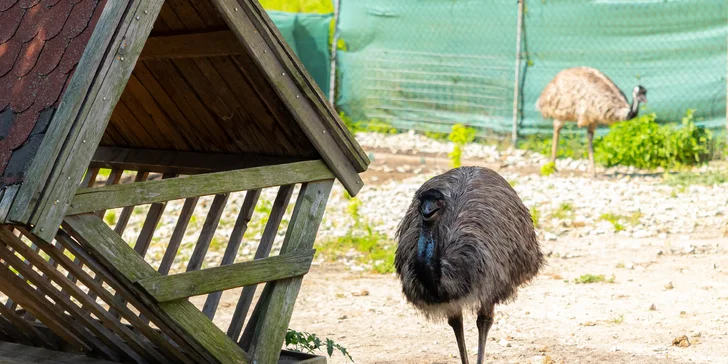 Vstupenky do Sokoliarne a mini zoo Devín pre malých aj veľkých a workshop Dotkni sa dravcov