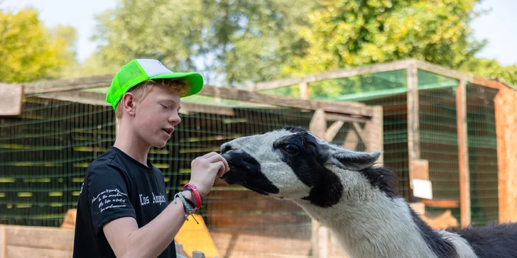 Vstupenky do Sokoliarne a mini zoo Devín pre malých aj veľkých a workshop Dotkni sa dravcov
