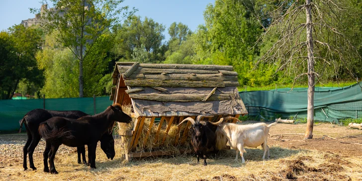 Vstupenky do Sokoliarne a mini zoo Devín pre malých aj veľkých a workshop Dotkni sa dravcov
