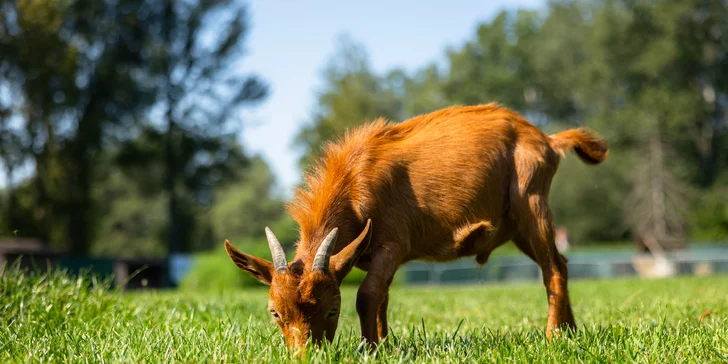 Vstupenky do Sokoliarne a mini zoo Devín pre malých aj veľkých a workshop Dotkni sa dravcov