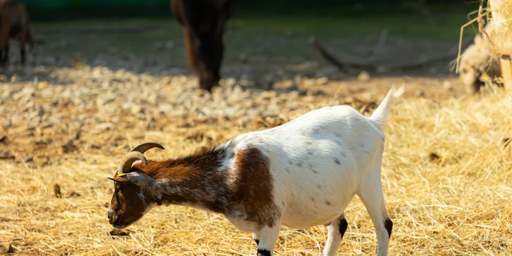 Vstupenky do Sokoliarne a mini zoo Devín pre malých aj veľkých a workshop Dotkni sa dravcov