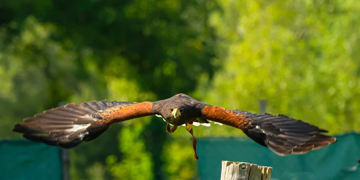 Vstupenky do Sokoliarne a mini zoo Devín pre malých aj veľkých a workshop Dotkni sa dravcov