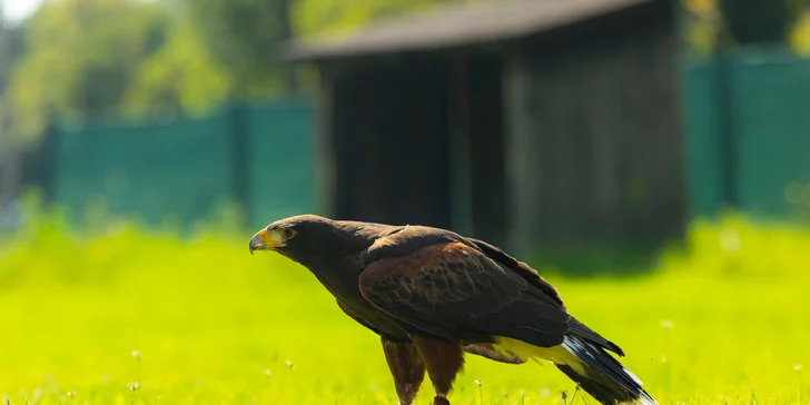Vstupenky do Sokoliarne a mini zoo Devín pre malých aj veľkých a workshop Dotkni sa dravcov