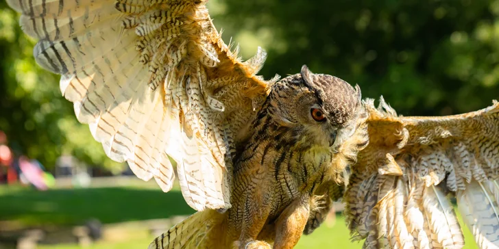 Vstupenky do Sokoliarne a mini zoo Devín pre malých aj veľkých a workshop Dotkni sa dravcov