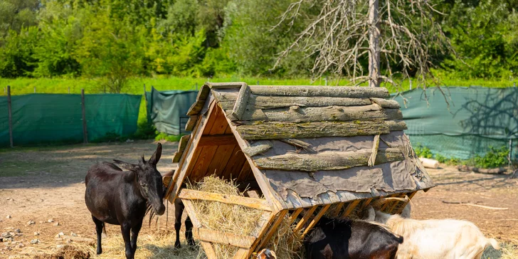 Vstupenky do Sokoliarne a mini zoo Devín pre malých aj veľkých a workshop Dotkni sa dravcov