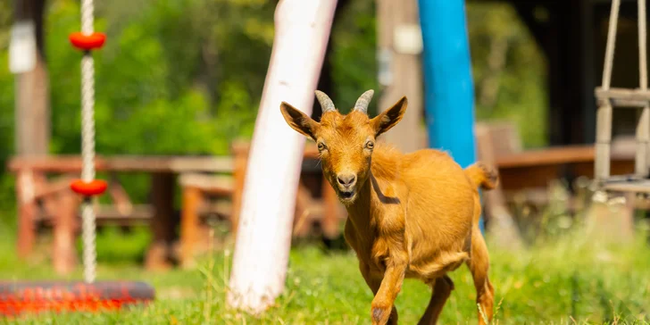 Vstupenky do Sokoliarne a mini zoo Devín pre malých aj veľkých a workshop Dotkni sa dravcov