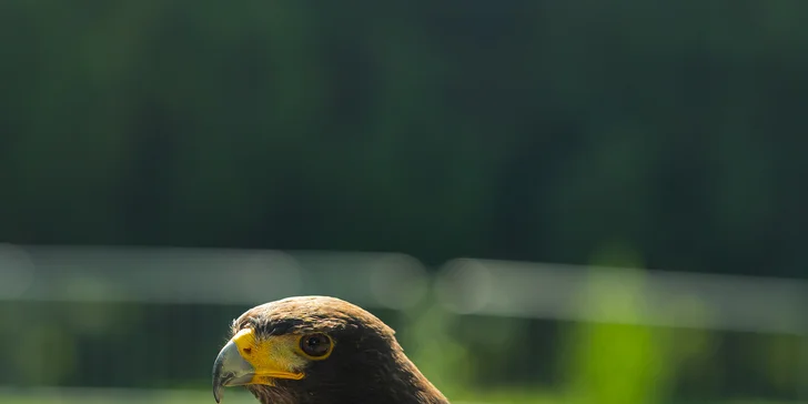 Vstupenky do Sokoliarne a mini zoo Devín pre malých aj veľkých a workshop Dotkni sa dravcov