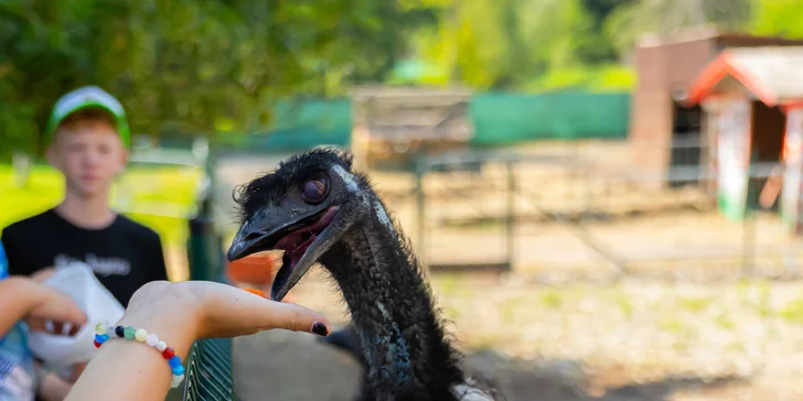 Vstupenky do Sokoliarne a mini zoo Devín pre malých aj veľkých a workshop Dotkni sa dravcov