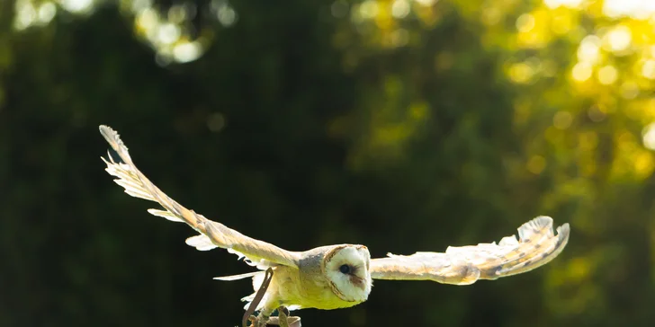 Vstupenky do Sokoliarne a mini zoo Devín pre malých aj veľkých a workshop Dotkni sa dravcov
