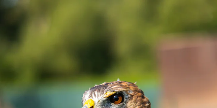 Vstupenky do Sokoliarne a mini zoo Devín pre malých aj veľkých a workshop Dotkni sa dravcov