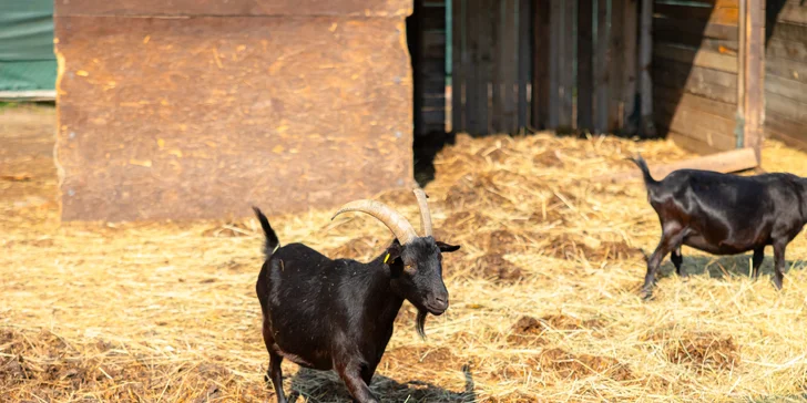 Vstupenky do Sokoliarne a mini zoo Devín pre malých aj veľkých a workshop Dotkni sa dravcov