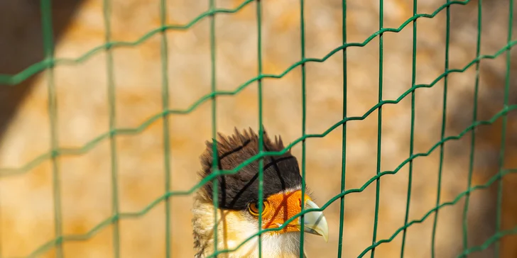 Vstupenky do Sokoliarne a mini zoo Devín pre malých aj veľkých a workshop Dotkni sa dravcov