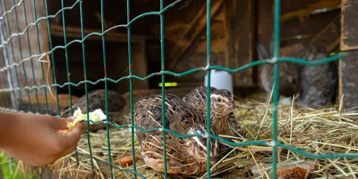 Vstupenky do Sokoliarne a mini zoo Devín pre malých aj veľkých a workshop Dotkni sa dravcov