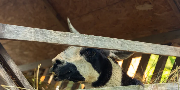Vstupenky do Sokoliarne a mini zoo Devín pre malých aj veľkých a workshop Dotkni sa dravcov