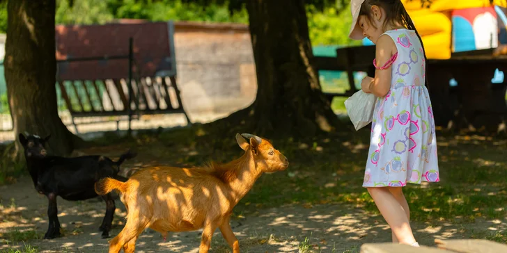 Vstupenky do Sokoliarne a mini zoo Devín pre malých aj veľkých a workshop Dotkni sa dravcov