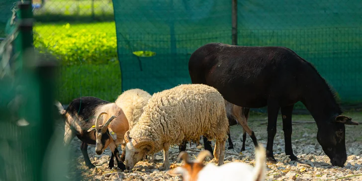 Vstupenky do Sokoliarne a mini zoo Devín pre malých aj veľkých a workshop Dotkni sa dravcov