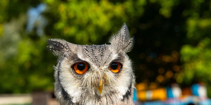 Vstupenky do Sokoliarne a mini zoo Devín pre malých aj veľkých a workshop Dotkni sa dravcov