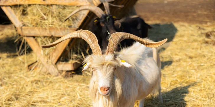 Vstupenky do Sokoliarne a mini zoo Devín pre malých aj veľkých a workshop Dotkni sa dravcov