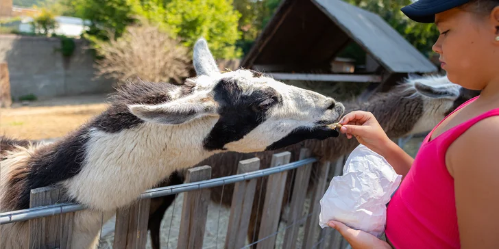 Vstupenky do Sokoliarne a mini zoo Devín pre malých aj veľkých a workshop Dotkni sa dravcov