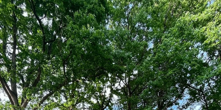 Pobyt s raňajkami až pre 4 osoby v plne vybavenom treehouse na juhu Čiech: žiadne Wi-Fi, len božský pokoj a sauna