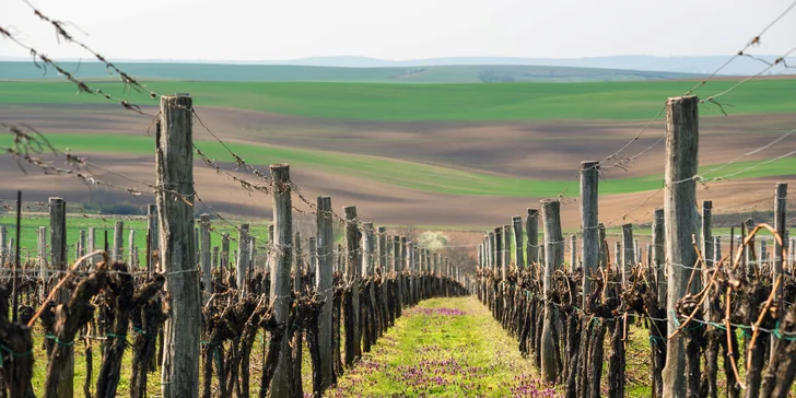 Relax medzi vinicami: wellness pobyt v Pavlove priamo pod Děvičkami, raňajky alebo polpenzia