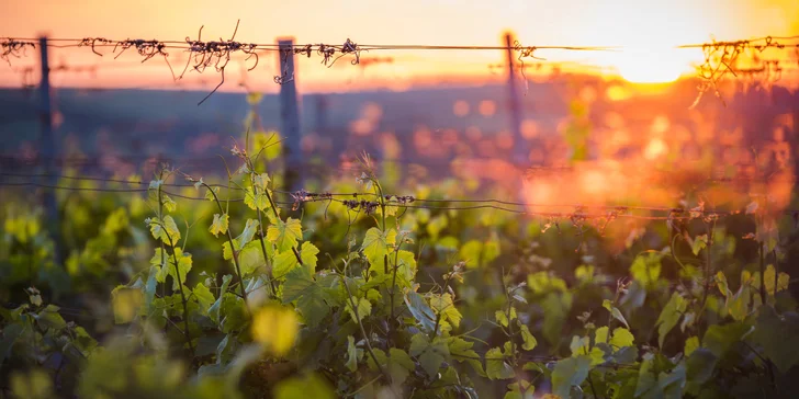 Relax medzi vinicami: wellness pobyt v Pavlove priamo pod Děvičkami, raňajky alebo polpenzia