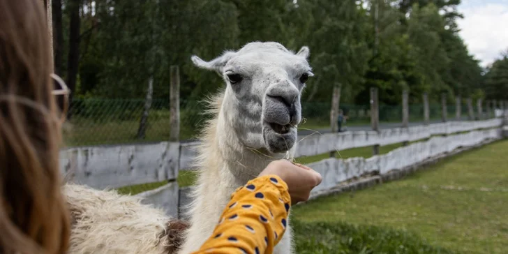 Pobyt blízko Bezdězu a Máchovho jazera: polpenzia aj vstupy do bazéna, kina a Škoda múzea