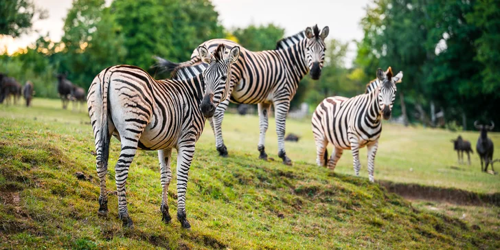 Afrika vo Dvore Kráľovej: bungalov v kempe, raňajky, neobmedzený vstup do safari aj vírivka