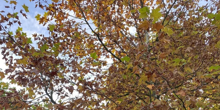 Afrika vo Dvore Kráľovej: bungalov v kempe, raňajky, neobmedzený vstup do safari aj vírivka