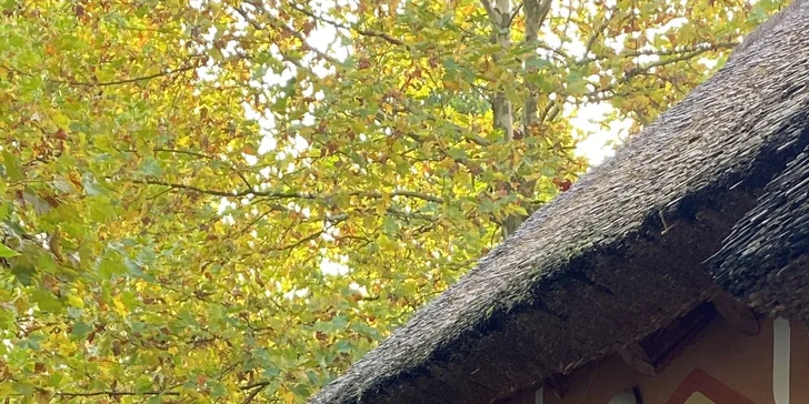 Afrika vo Dvore Kráľovej: bungalov v kempe, raňajky, neobmedzený vstup do safari aj vírivka