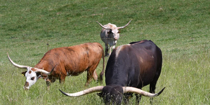Glamping v modernom Tiny house pri Semiloch pre pár aj rodinu