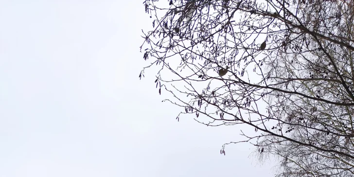 Romantika na brehu rybníka: dokonalý oddych v útulnej maringotke, kúpele v kmeni jaseňa